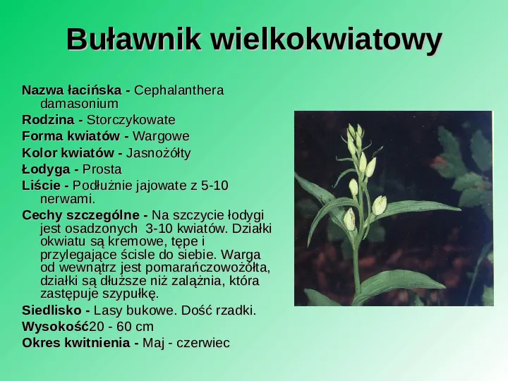 Rośliność w Polsce - Slide 35