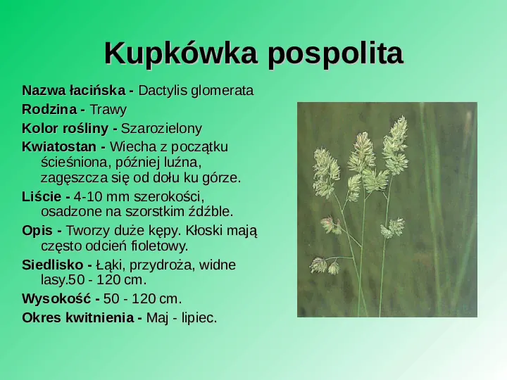 Rośliność w Polsce - Slide 4