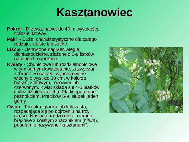 Rośliność w Polsce - Slide 45