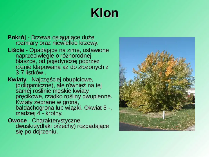 Rośliność w Polsce - Slide 46