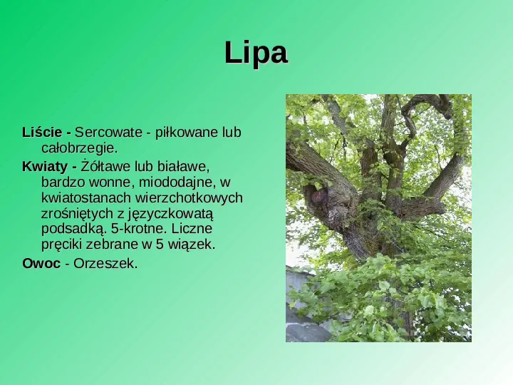 Rośliność w Polsce - Slide 47