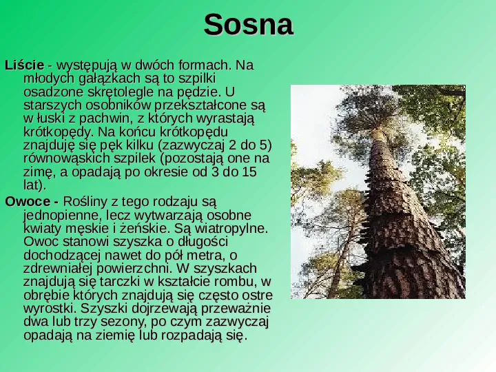 Rośliność w Polsce - Slide 51