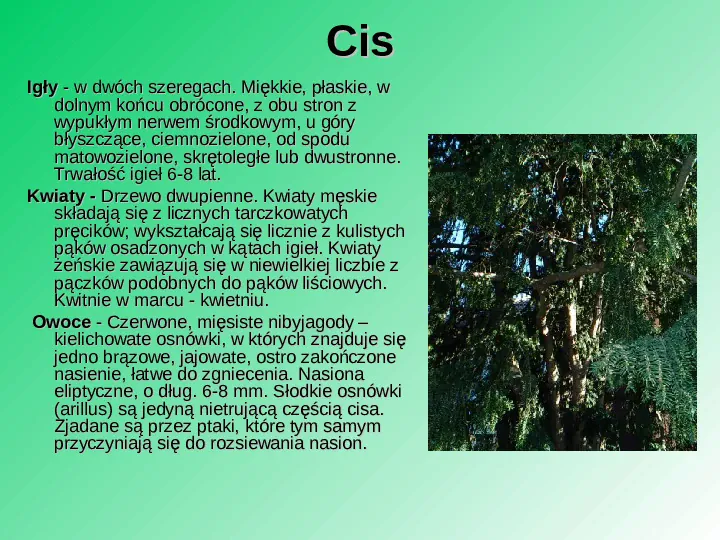 Rośliność w Polsce - Slide 53