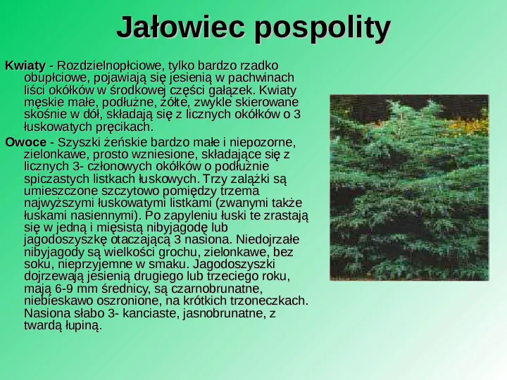 Rośliność w Polsce - Slide 54