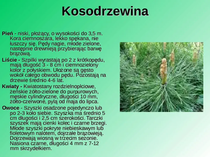 Rośliność w Polsce - Slide 55