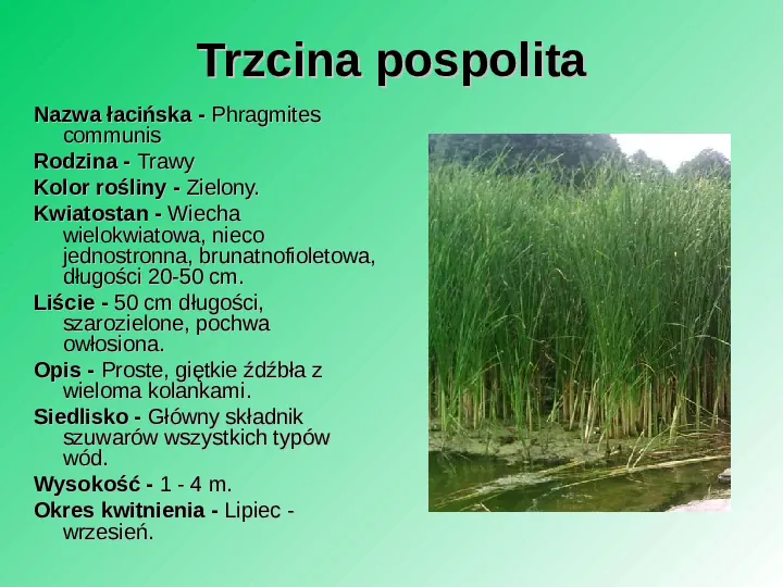 Rośliność w Polsce - Slide 7