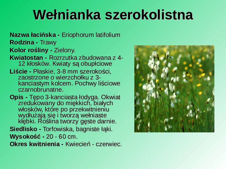 Rośliność w Polsce - Slide 8