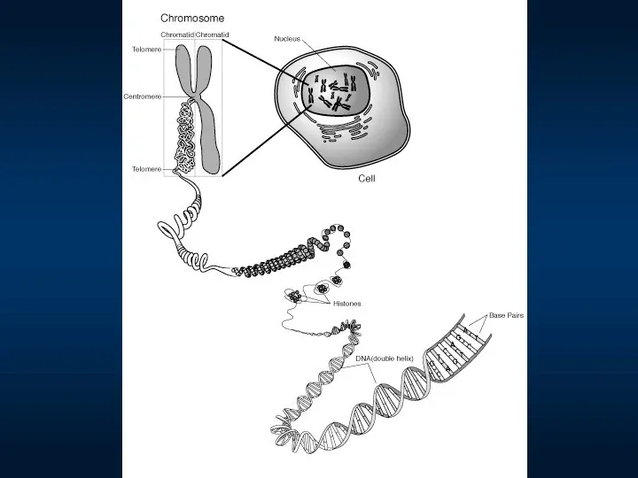 DNA - Slide 11