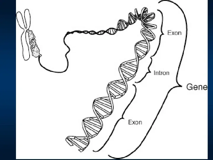 DNA - Slide 16