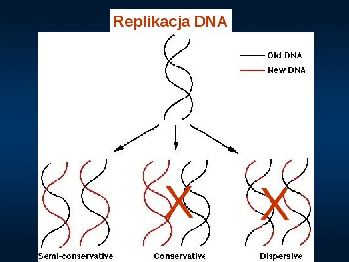 DNA - Slide 17