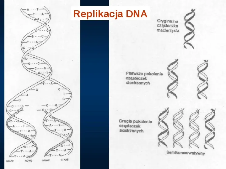 DNA - Slide 18