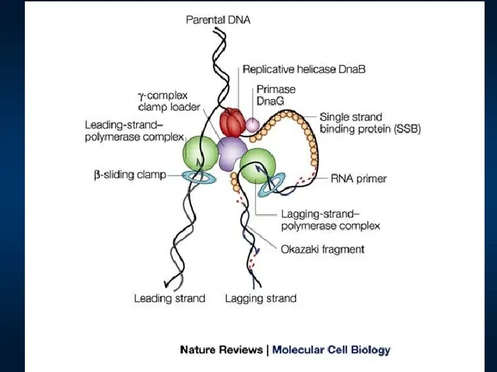 DNA - Slide 19