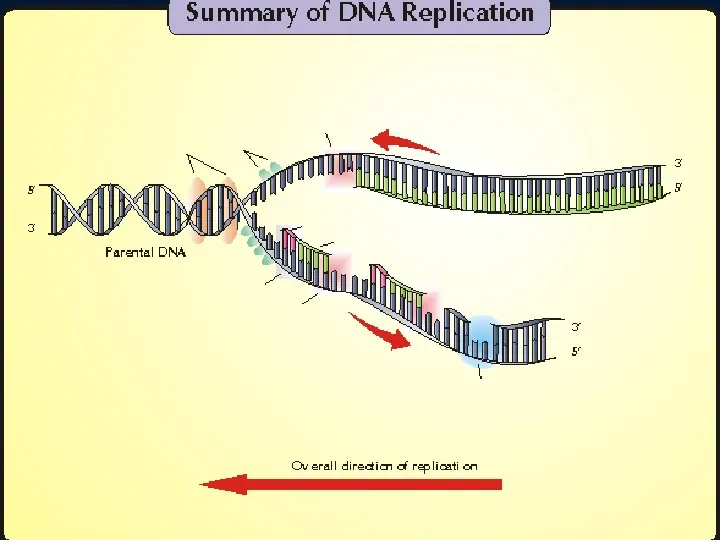 DNA - Slide 20