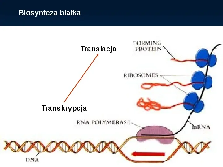 DNA - Slide 22