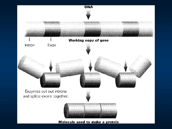 DNA - Slide 24