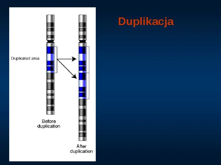 DNA - Slide 31