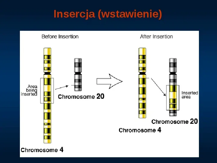 DNA - Slide 32