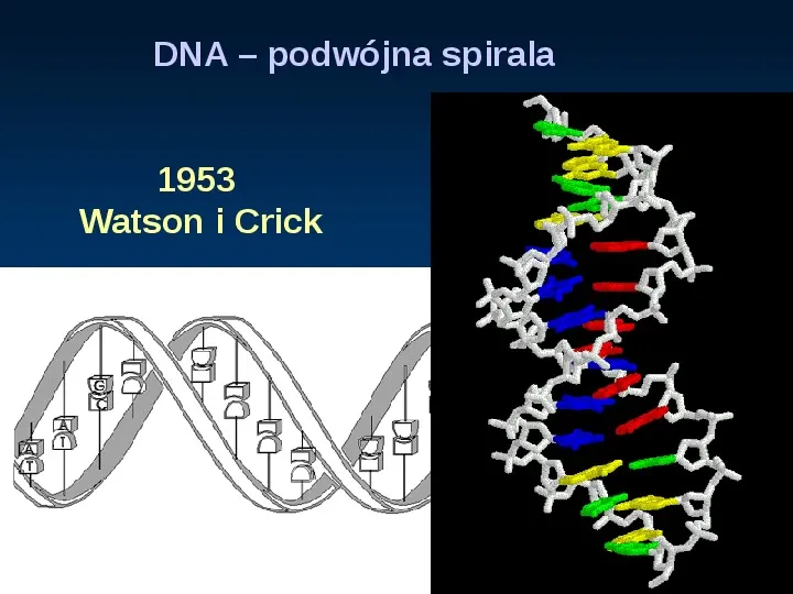 DNA - Slide 6