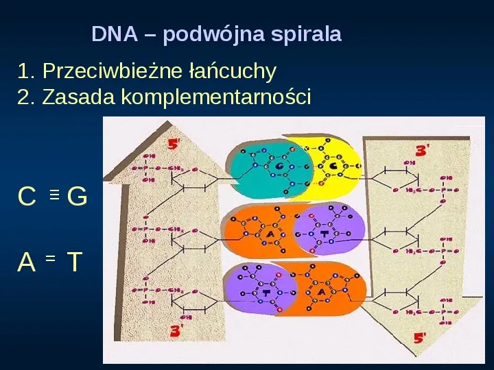 DNA - Slide 7