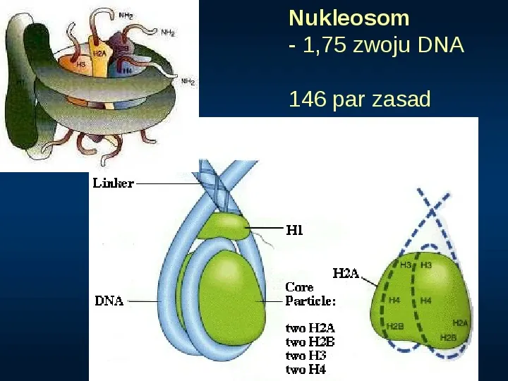 DNA - Slide 8