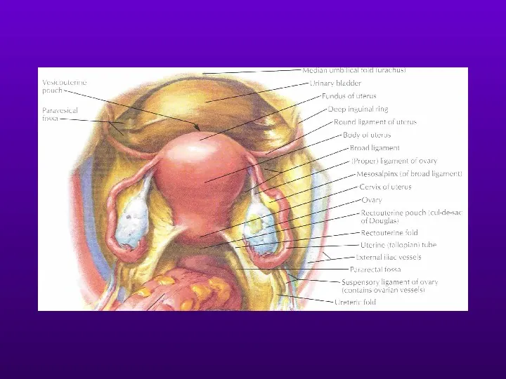 Budowa i funkcja narządu rodnego kobiety - Slide 25