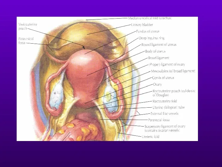 Budowa i funkcja narządu rodnego kobiety - Slide 3