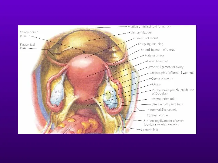 Budowa i funkcja narządu rodnego kobiety - Slide 32