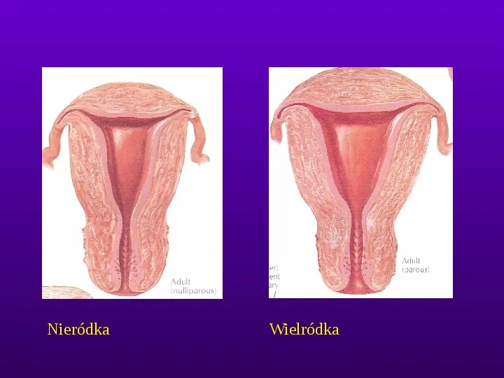 Budowa i funkcja narządu rodnego kobiety - Slide 8