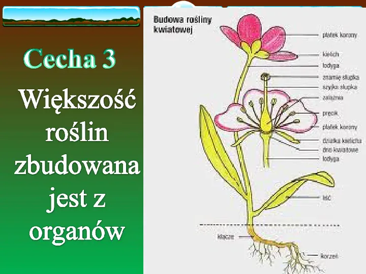 Charakterystyczne cechy roślin - Slide 13