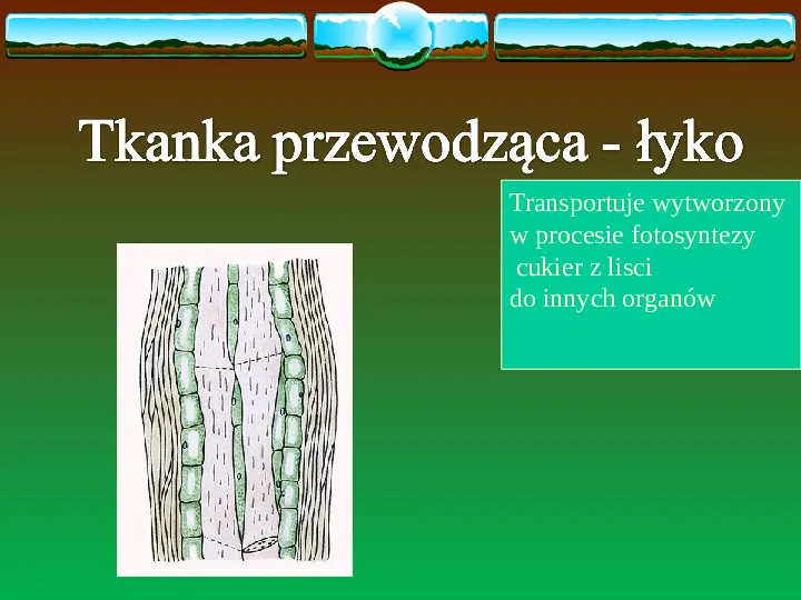 Charakterystyczne cechy roślin - Slide 19