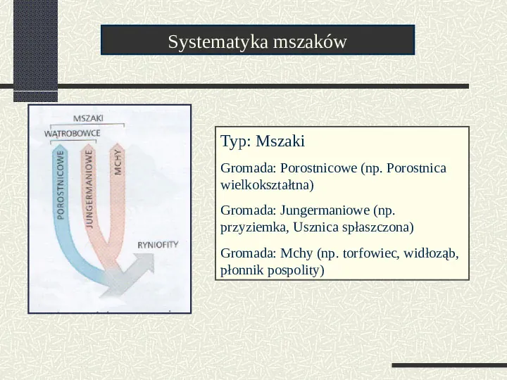 Budowa i cykl rozwojowy mszaków - Slide 3