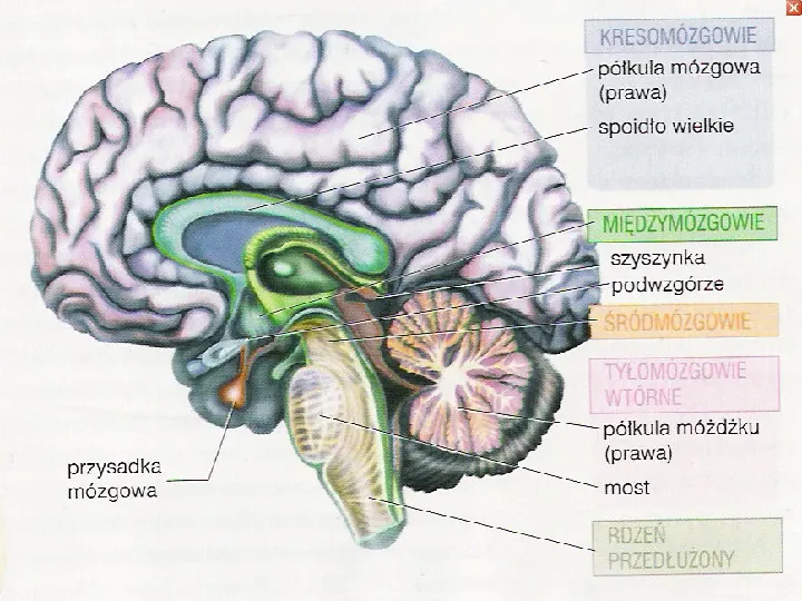 Mózg - Slide 22