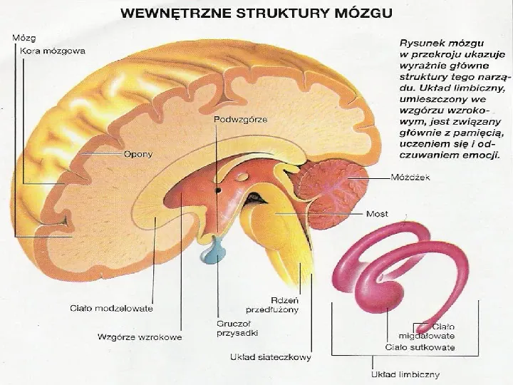 Mózg - Slide 23