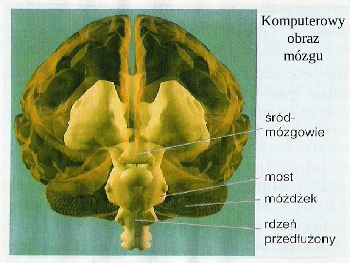 Mózg - Slide 24