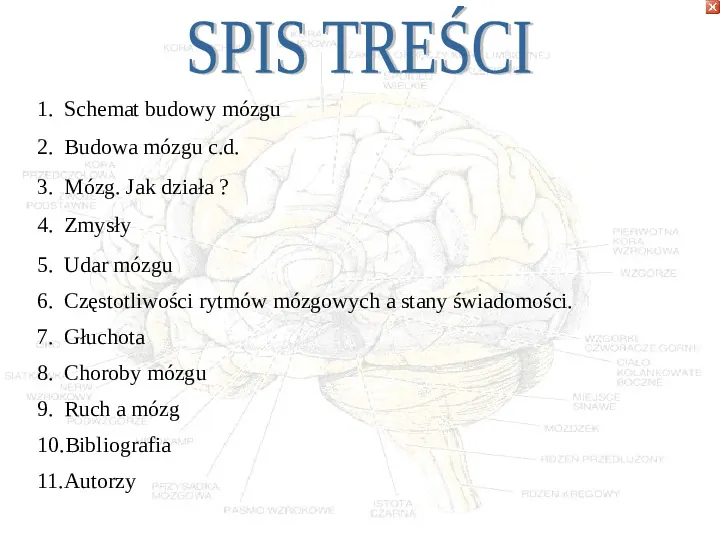 Mózg - Slide 3