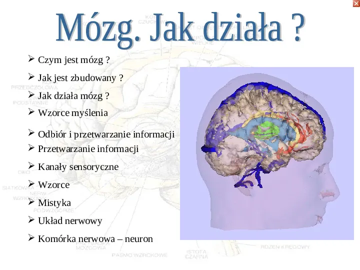 Mózg - Slide 31