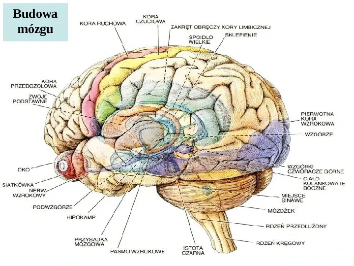 Mózg - Slide 34