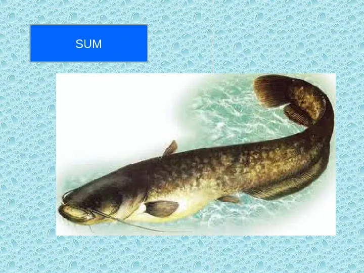 Świat kręgowców - ryby - Slide 11