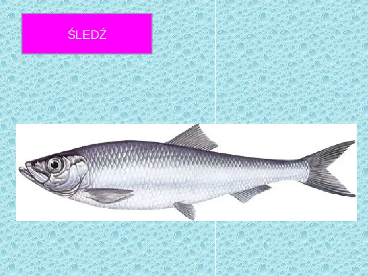 Świat kręgowców - ryby - Slide 16