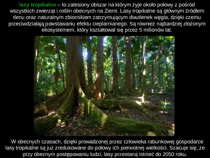 Ochrona lasów tropikalnych - Slide 3