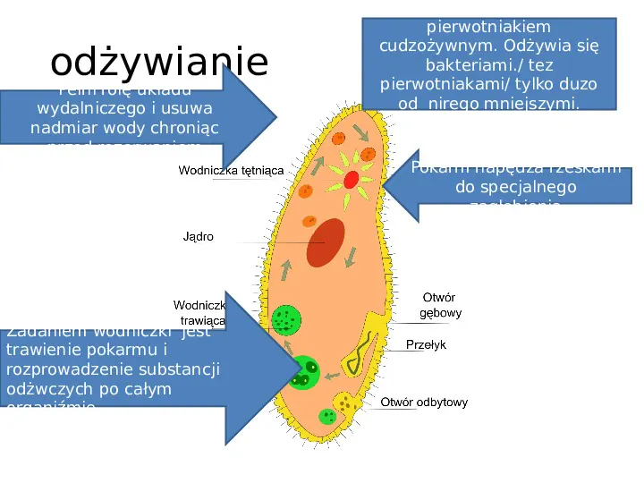 Organizmy jednokomórkowe są różnorodne - Slide 22