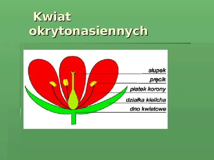 Królestwo roślin - Slide 54