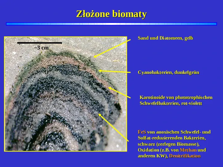 Geneza osadów węglanowych - Slide 16