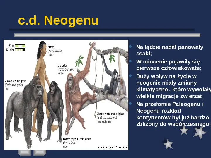 Paleontologia - Slide 53