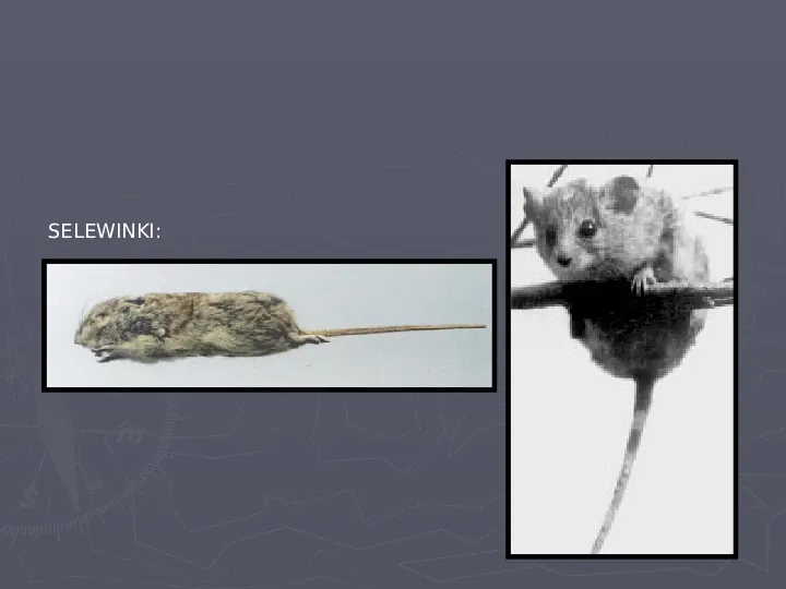 Państwa zwierzęce - palearktyka i nearktyka - Slide 14