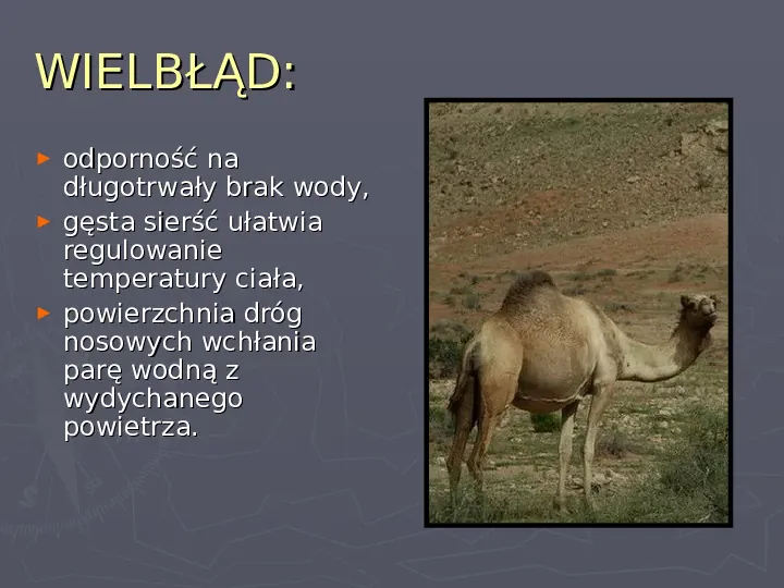 Państwa zwierzęce - palearktyka i nearktyka - Slide 24