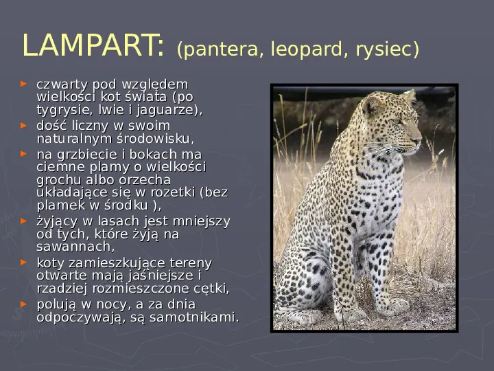 Państwa zwierzęce - palearktyka i nearktyka - Slide 32