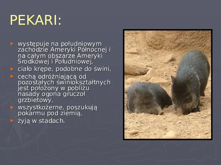 Państwa zwierzęce - palearktyka i nearktyka - Slide 65