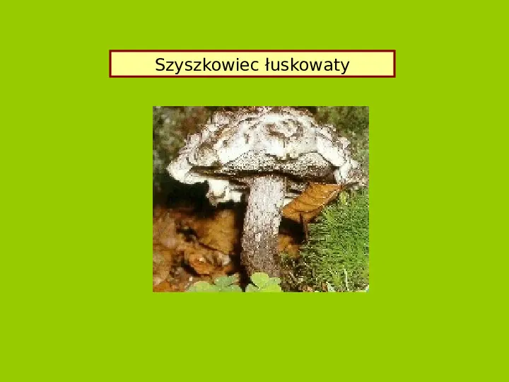 Polska czerwona ksiega gatunków zagrożonych - Slide 27