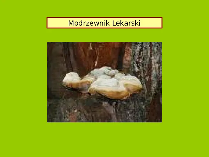 Polska czerwona ksiega gatunków zagrożonych - Slide 30